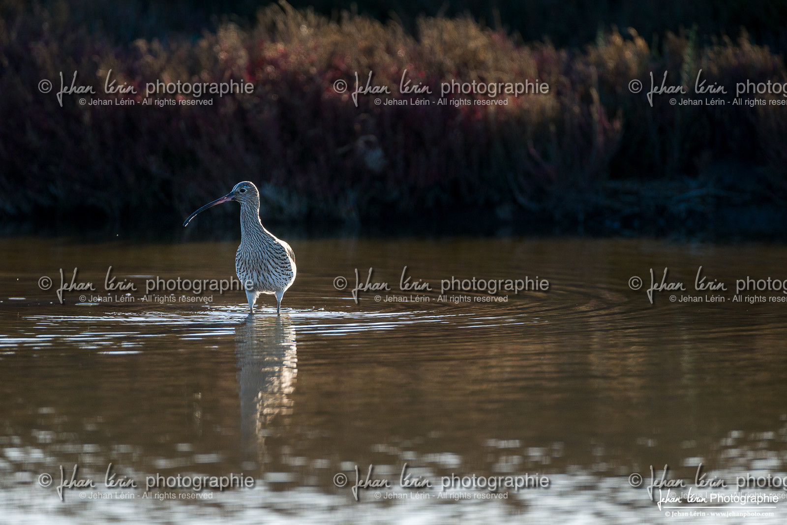 Courlis Cendré - Eurasian curlew