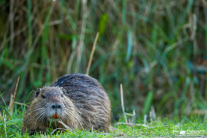 Ragondin - Coypu