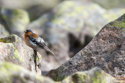 Pinson des Arbres - Common Chaffinch