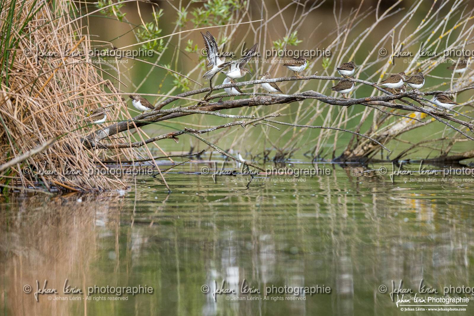 Chevalier Cul-Blanc - White-Rumped Sandpiper