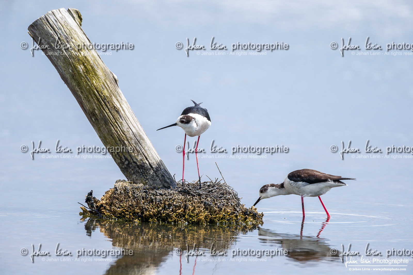 Échasse Blanche - Black Winged Stilt