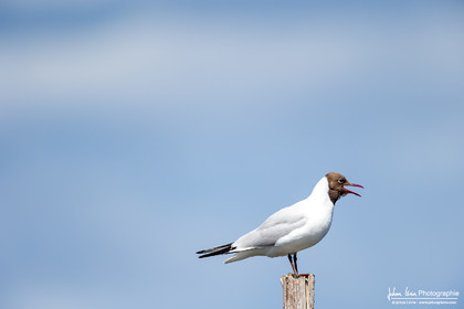 Mouette Rieuse - Black Headed Gull