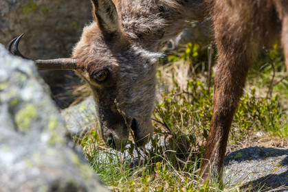 chamois_la-gordolasque_mercantour_jl_1dx_20-05-2020-0729.jpg