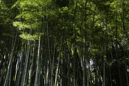 senyuji_temple-58_shikoku_japon_01-04_2014-3567.jpg