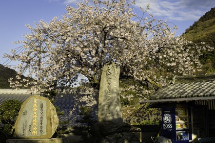 shusshakaji_temple-73_shikoku_japon_06-04_2014-4101.jpg