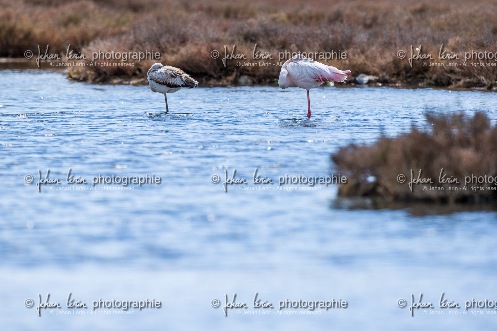 Flamants Roses