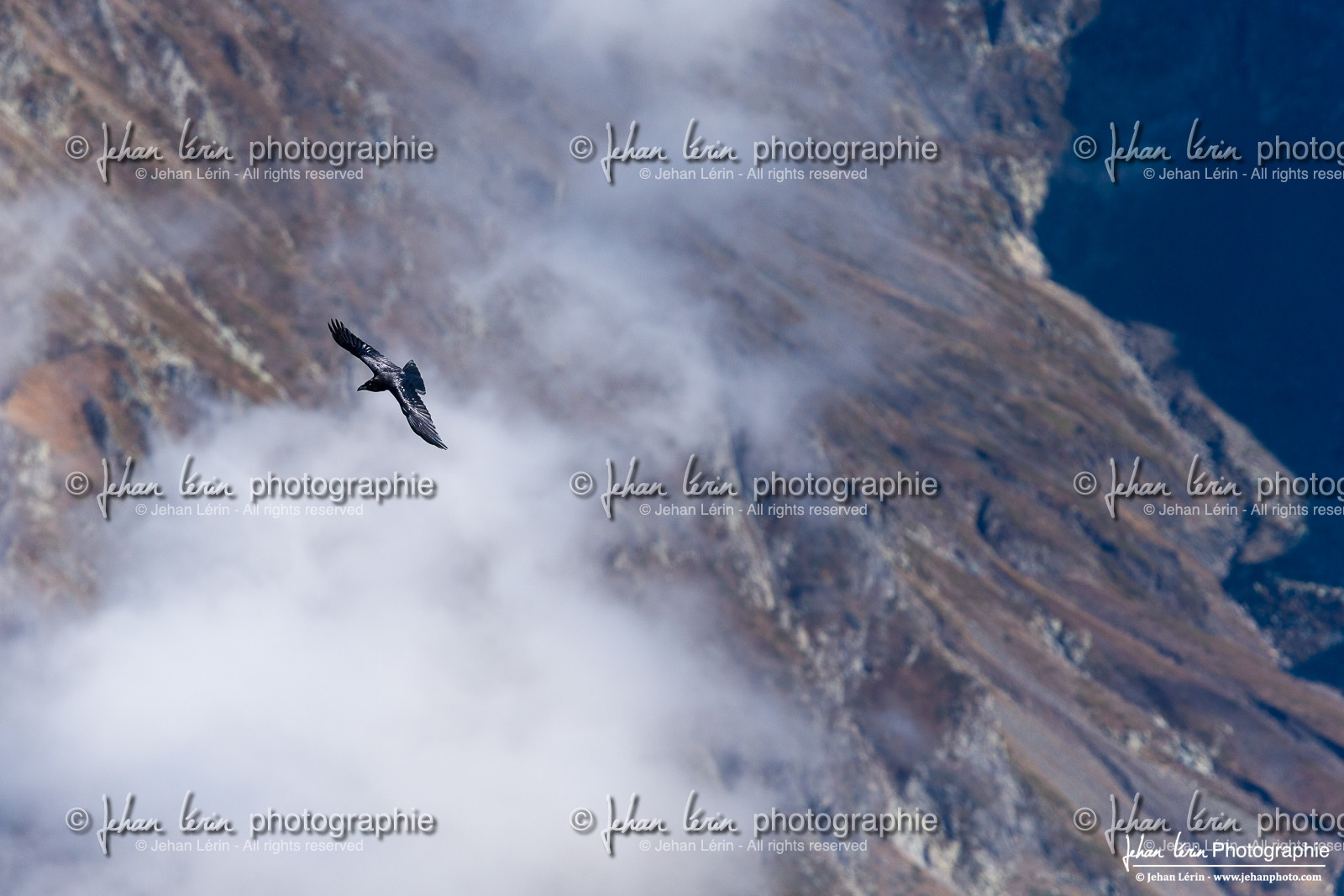 Grand Corbeau - Common Raven