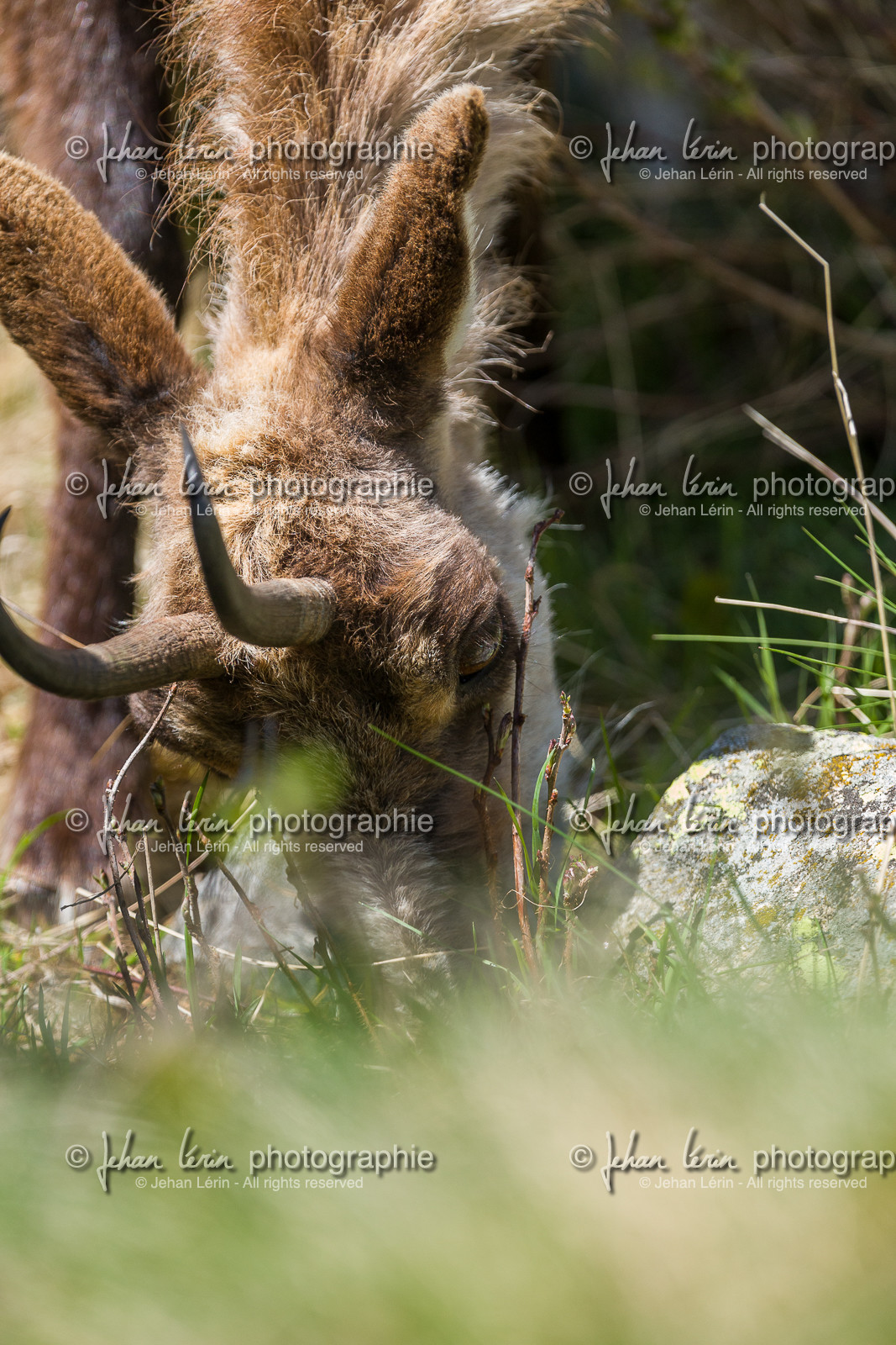 chamois_la-gordolasque_mercantour_jl_1dx_20-05-2020-0601.jpg