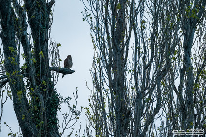 Faucon Crécerelle - Kestrel : Falco tinnunculus