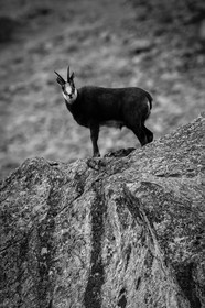 chamois-male-hiver_la-gordolasque_mercantour_alpes-maritimes_05-02-2016-2059.jpg