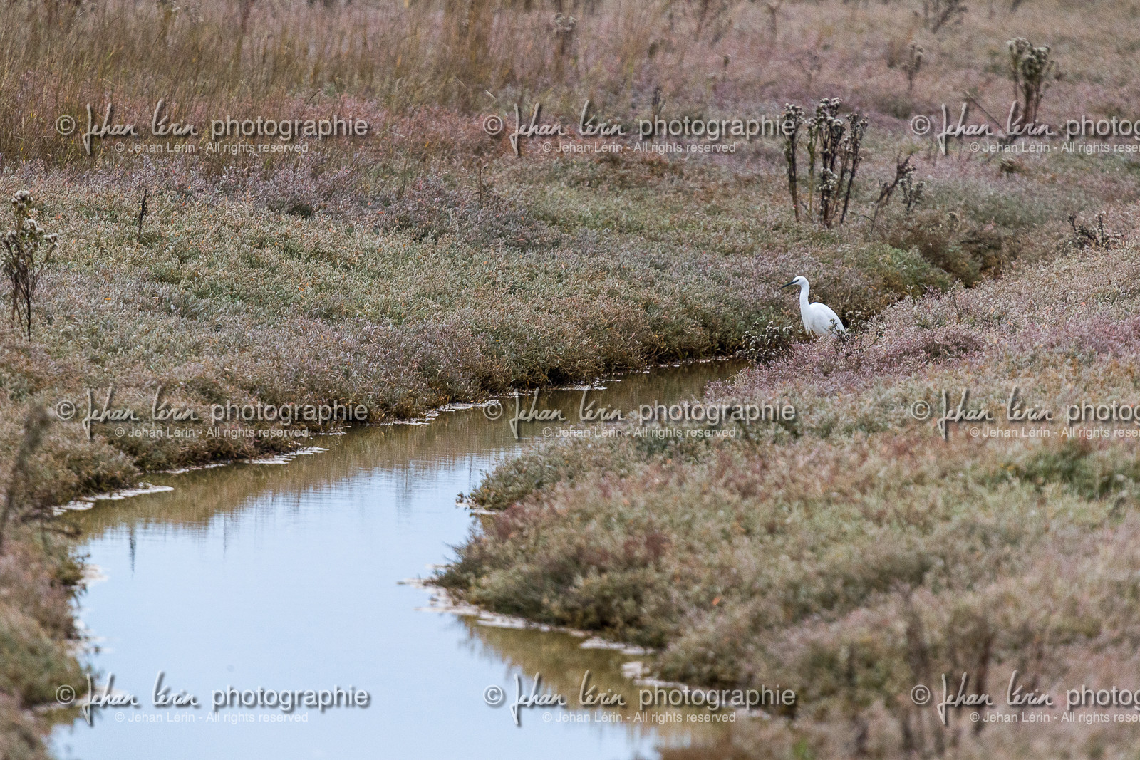 aigrette-garzette_baie-de-l-aiguillon_jehan-lerin_jl_1dx_23-12-2021-0088.jpg