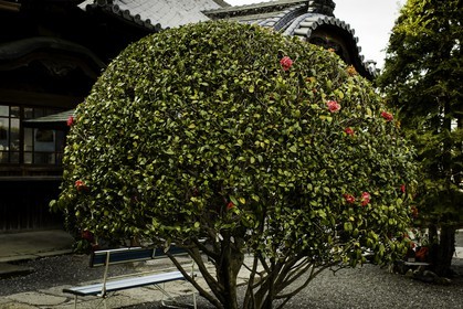 shusshakaji_temple-73_shikoku_japon_06-04_2014-4099.jpg