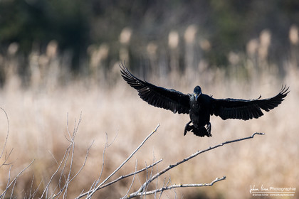 Grand Cormoran - Great Cormorant