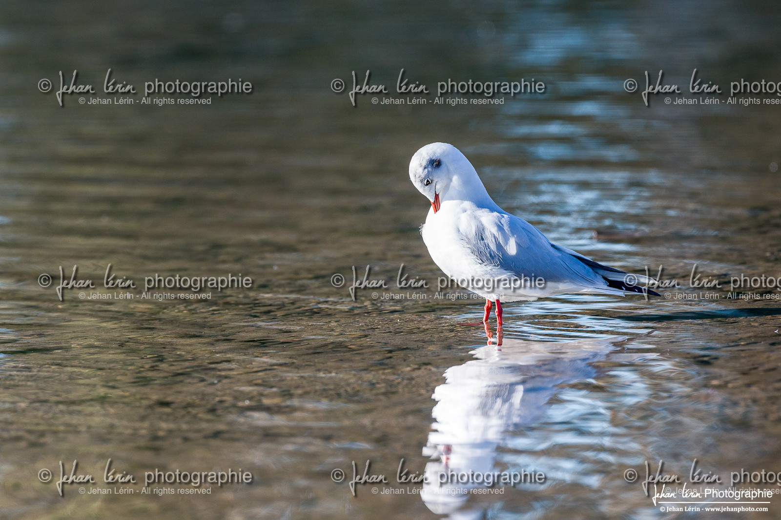 Mouette Rieuse