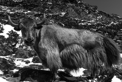 Yak sur le chemin menant à Pangboche (4000m) - Région de l'Everest