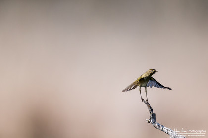 Pouillot Véloce - Common Chiffchaff