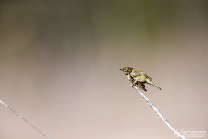 Pouillot Véloce - Common Chiffchaff
