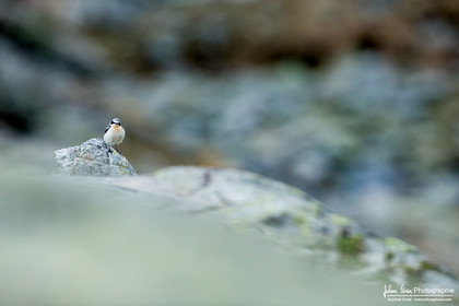 Traquet Motteux - Northern Wheatear