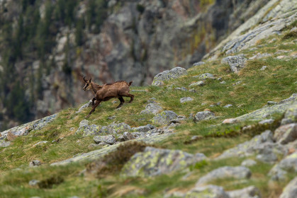 chamois_la-gordolasque_mercantour_jl_1dx_20-05-2020-0361.jpg