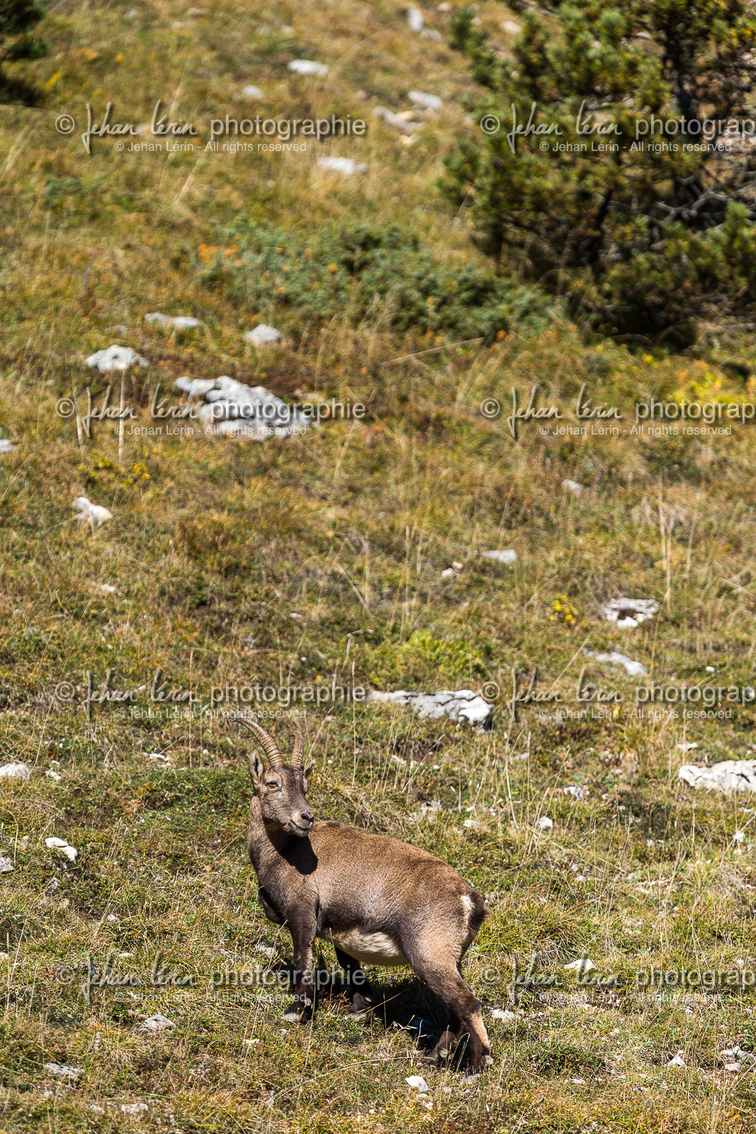 parc-re-gional-du-vercors_chichilianne_jl_1dx_25-10-2021-0017.jpg