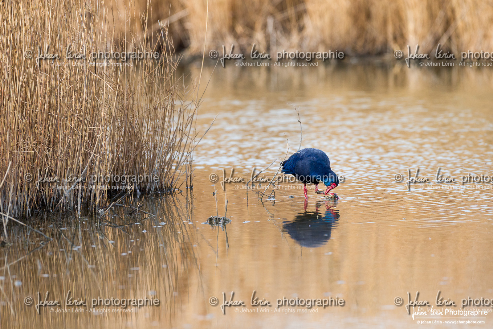 Talève Sultane - Western swamphen