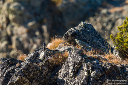 Rougequeue Noir - Black Redstart