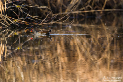 Gallinule poule d'eau - Common Moorhen : Gallinula chloropus