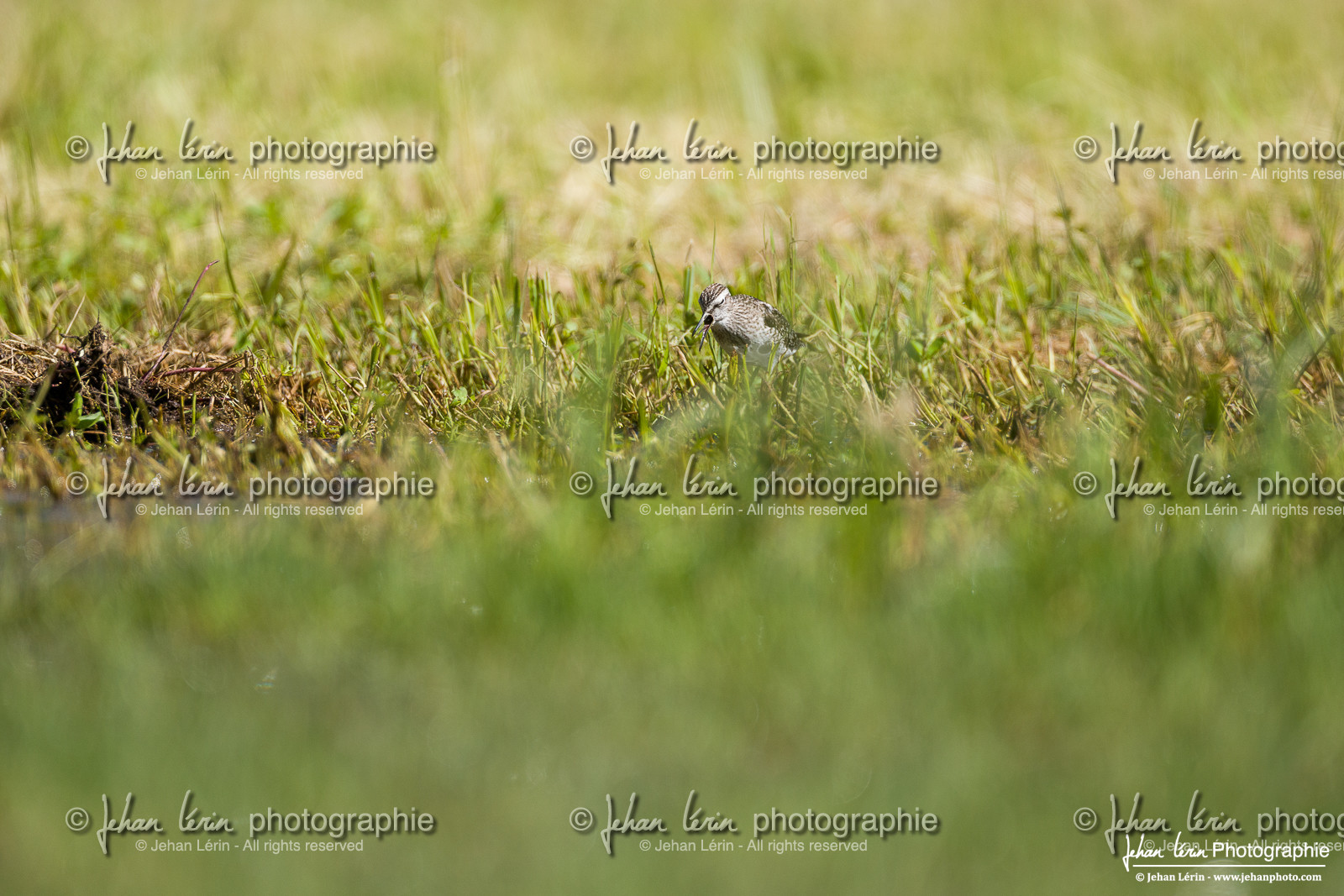 Chevalier Sylvain - Wood Sandpiper