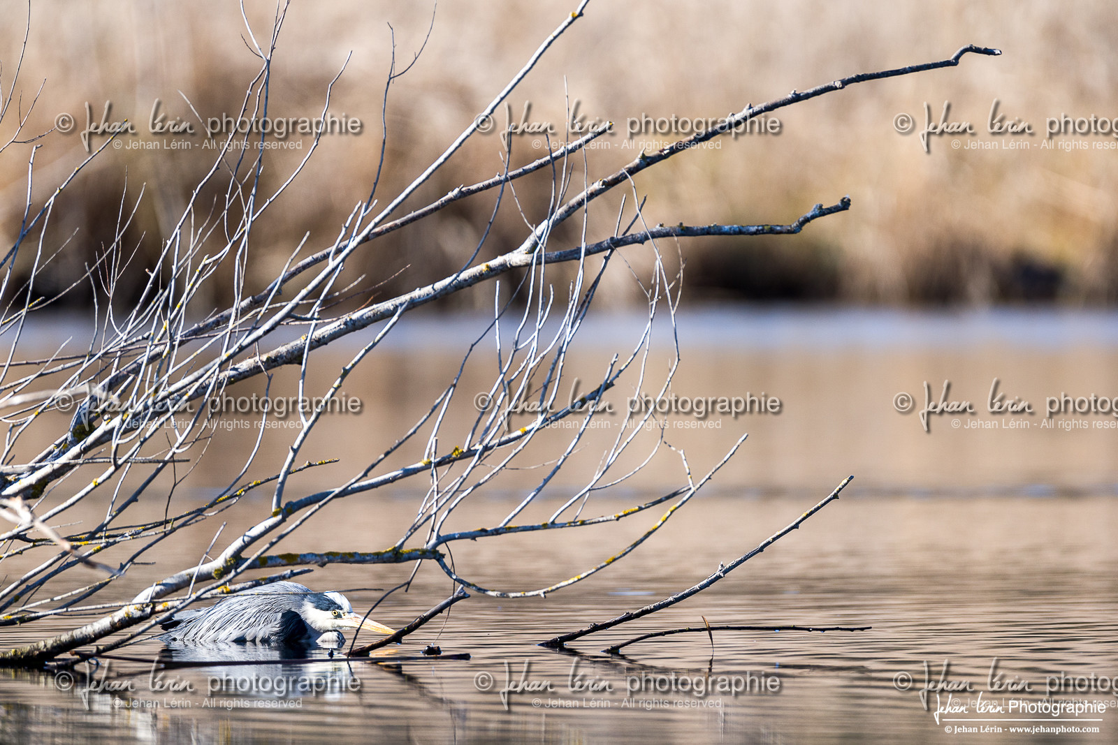 Héron Cendré - Gray Heron