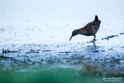 Râle d'eau - Water Rail