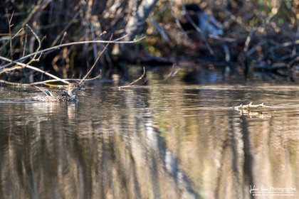 Sarcelle d'Hiver - Eurasian Teal