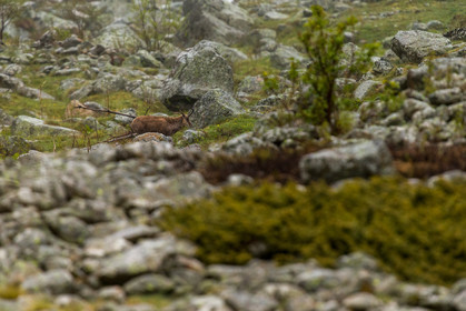 chamois_la-gordolasque_mercantour_jl_1dx_11-05-2020-0019.jpg