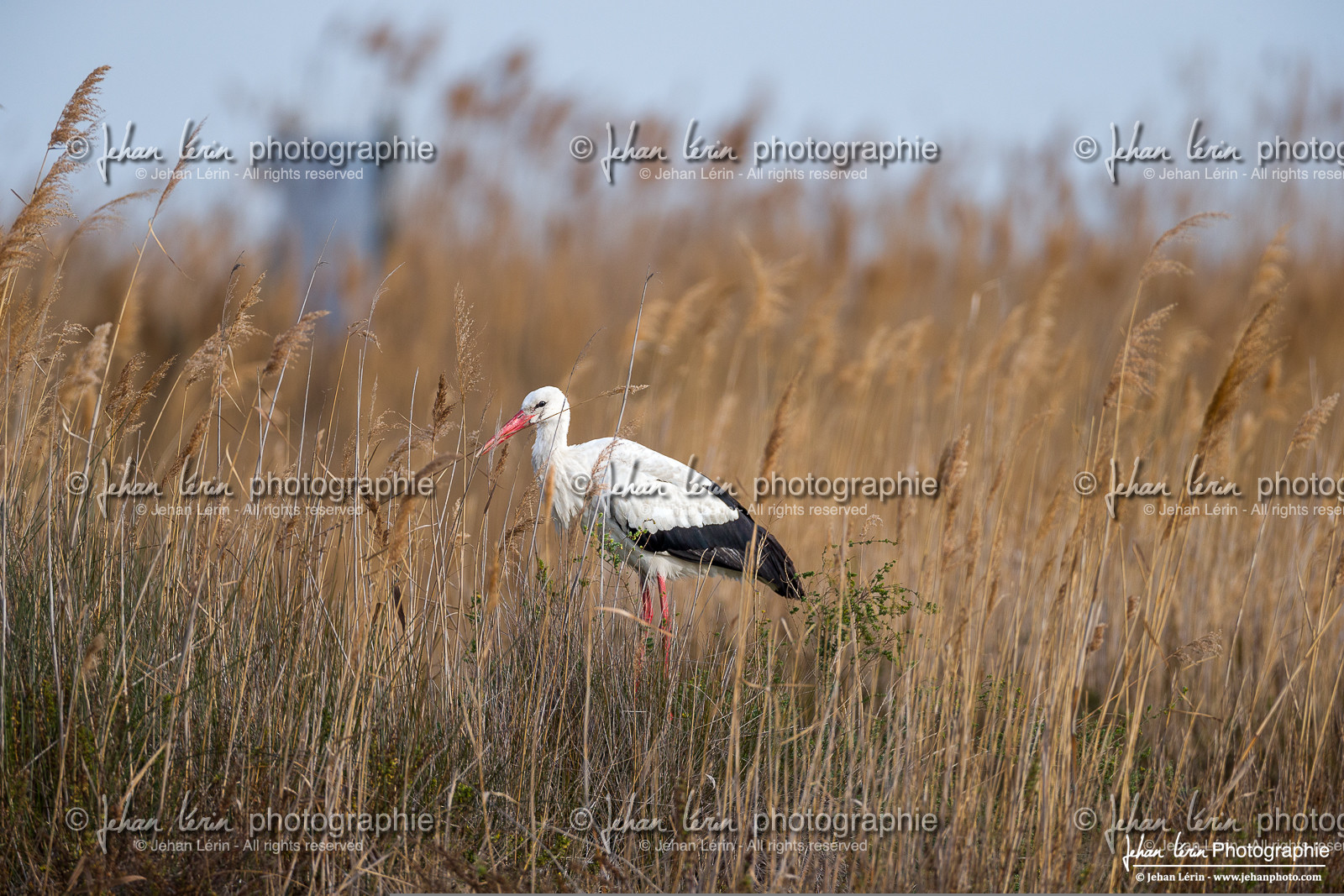 Cigogne Blanche - White Stork