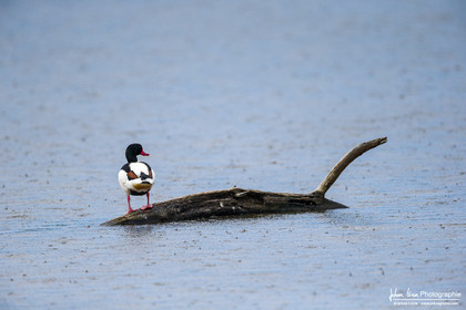 Tadorne de Belon - Common Shelduck