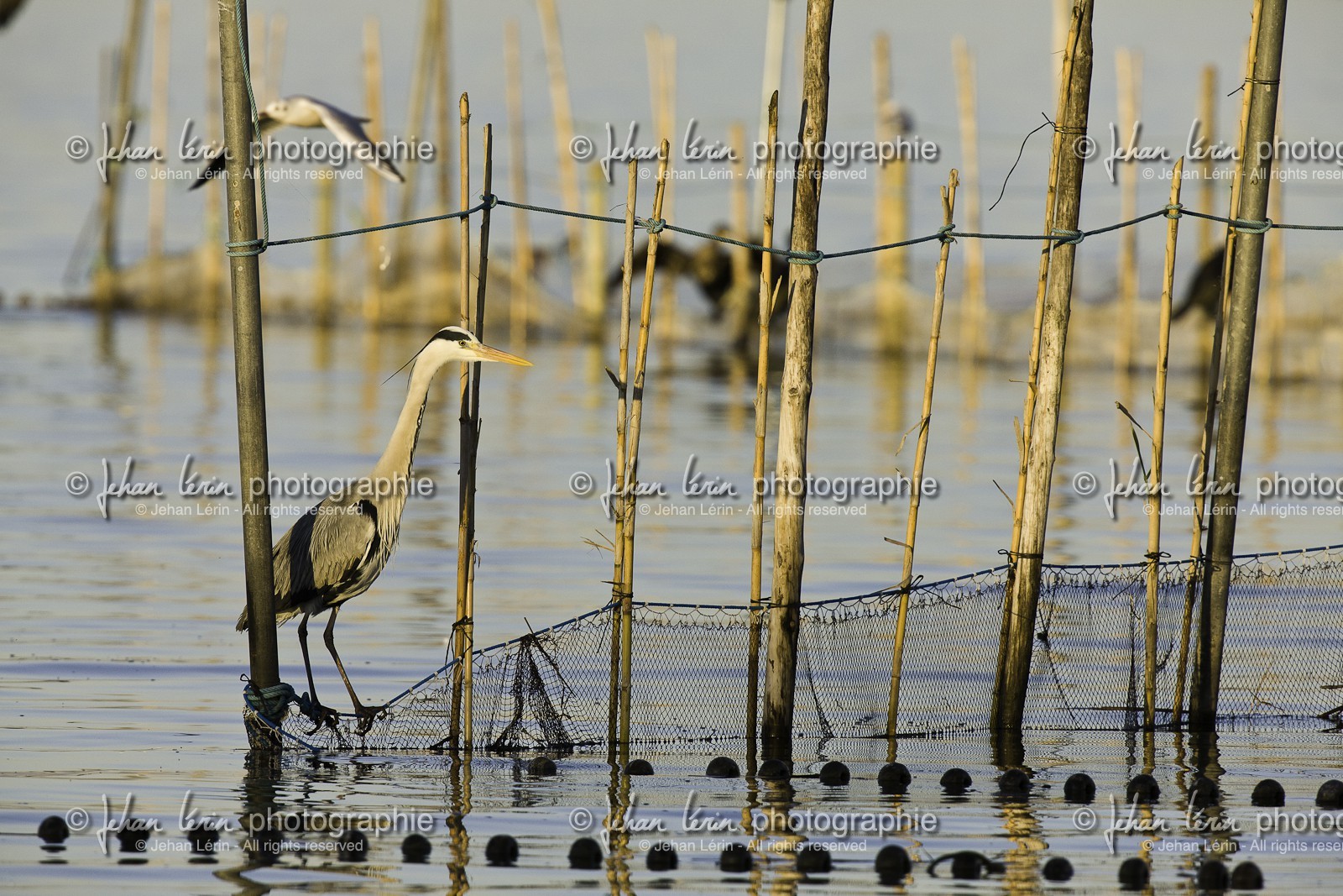 l-albufera_valencia_18-01-2012-2-26.jpg