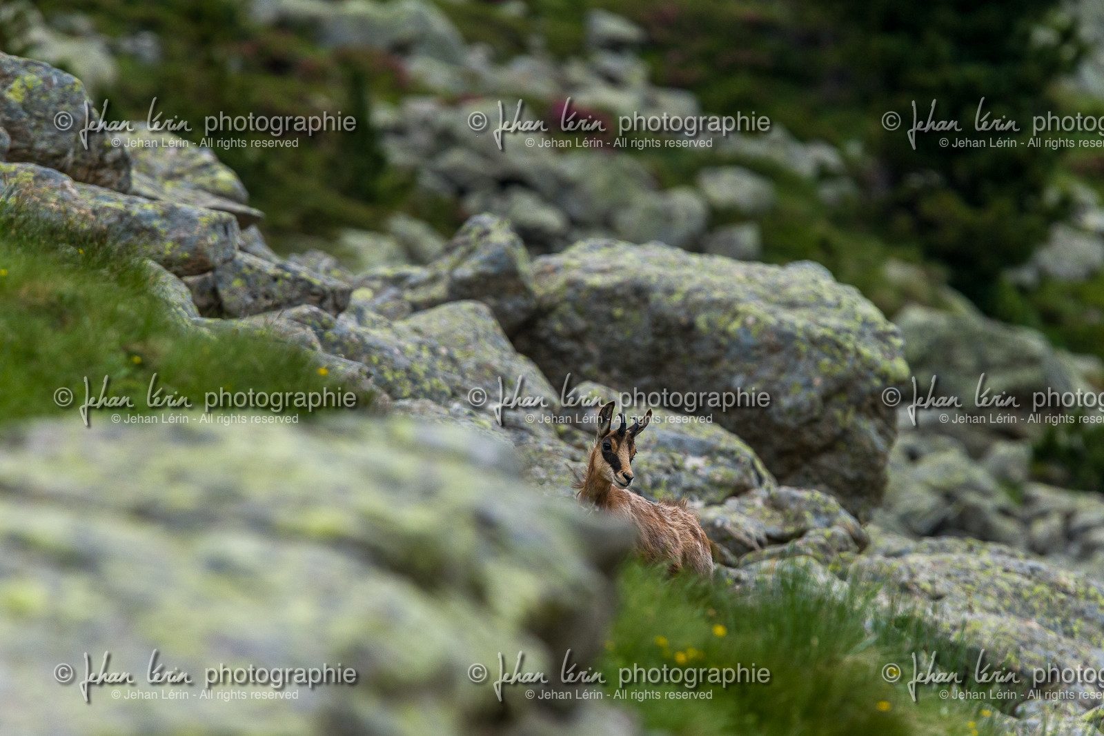 chamois_lac-autier_la-gordolasque_jl_1dx_28-06-2020-0006.jpg