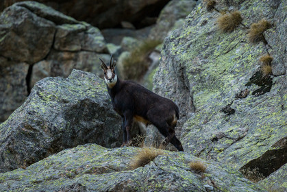 chamois-male-hiver_la-gordolasque_mercantour_alpes-maritimes_05-02-2016-2048.jpg