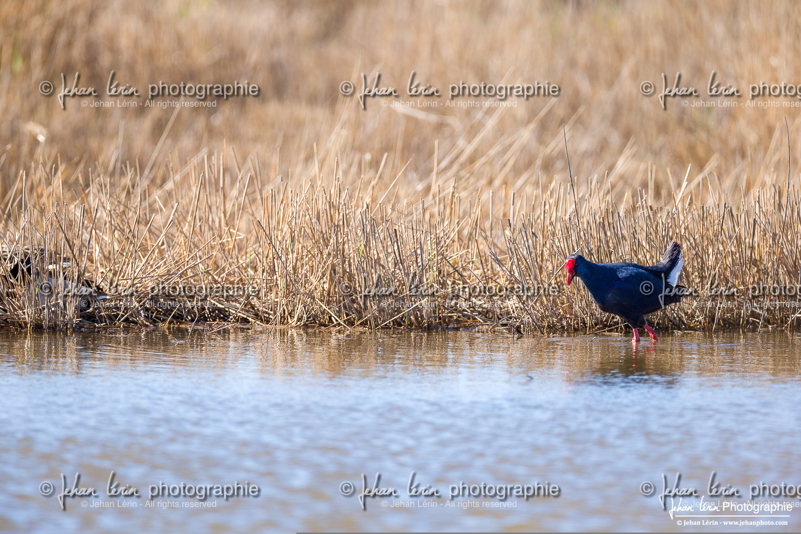 Talève Sultane - Western Swamphen
