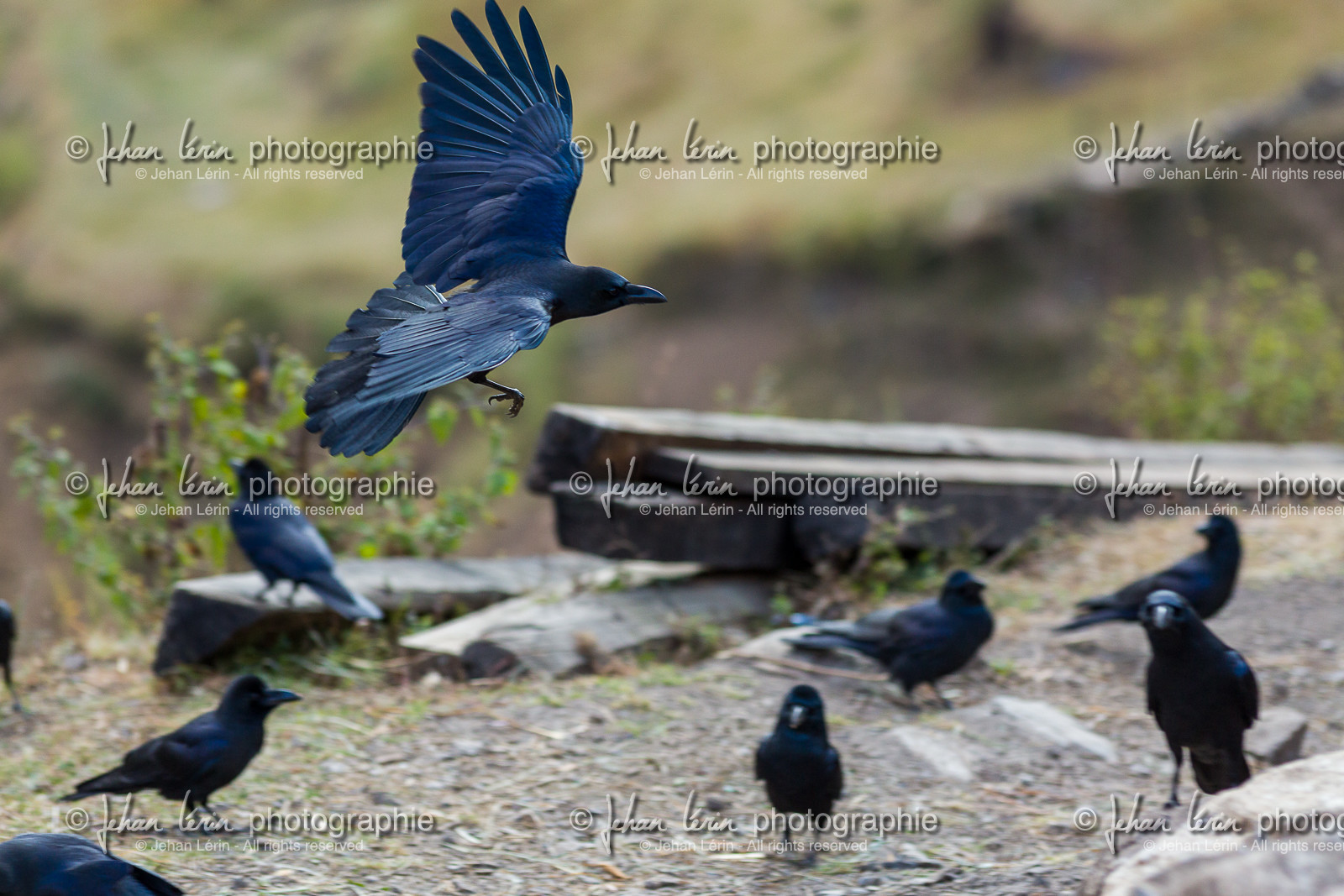 Grand Corbeau - Raven