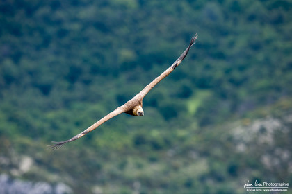 Vautour fauve