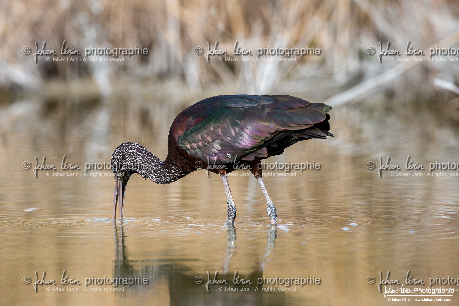 Ibis Falcinelle - Glossy Ibis