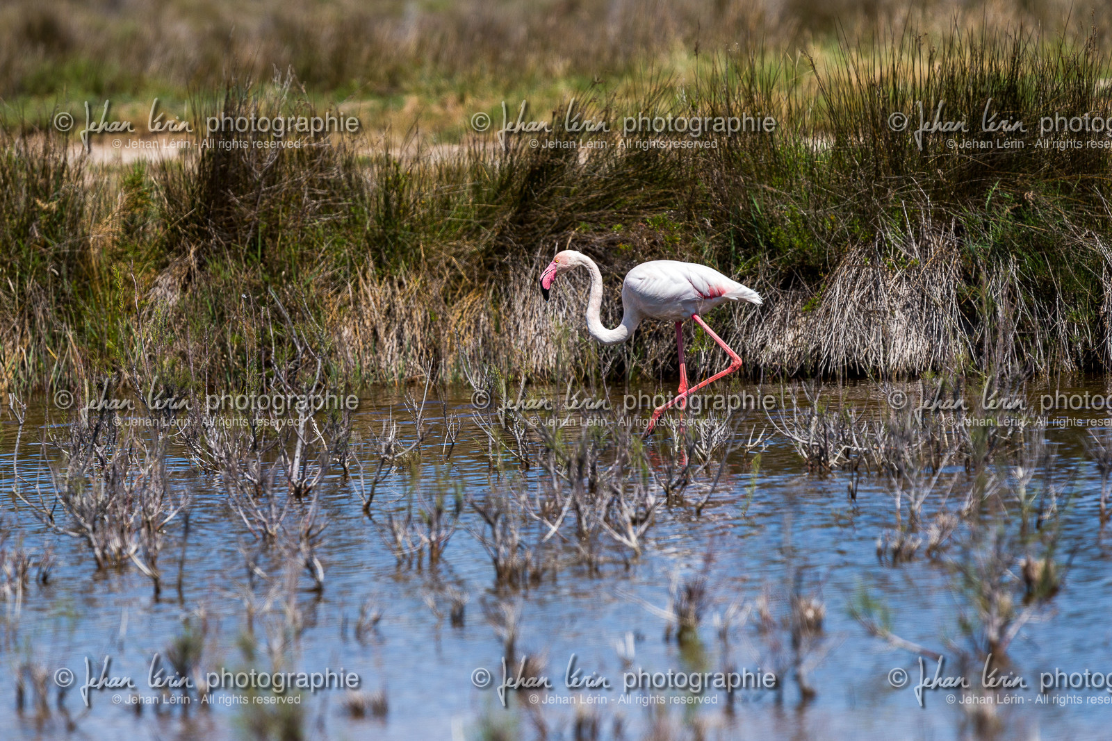 flamant-rose_stes-maries-de-la-mer_camargue_jl_1dx_06-05-2021-0274.jpg
