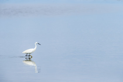 aigrette-garzette_stes-maries-de-la-mer_camargue_jl_1dx_06-05-2021-0176.jpg