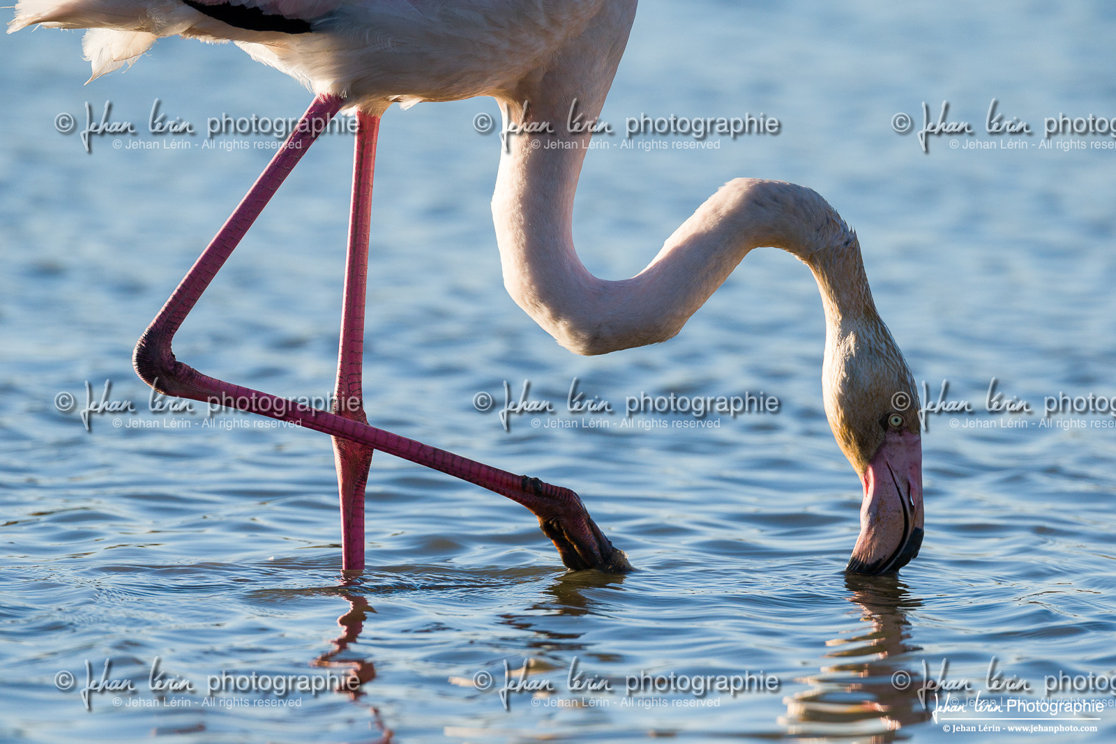 Flamant Rose - Greater Flamingo