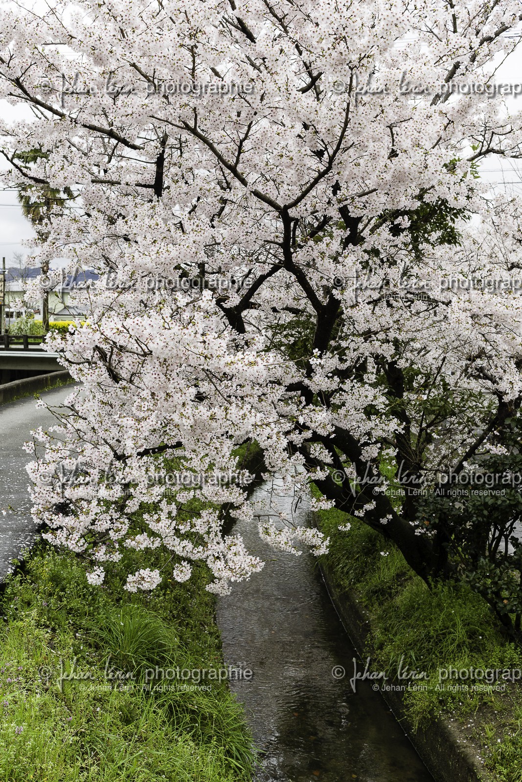 sairinji_temple-48_shikoku_japon_30-03_2014-3398.jpg