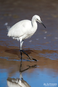 Grande Aigrette - Great Egret