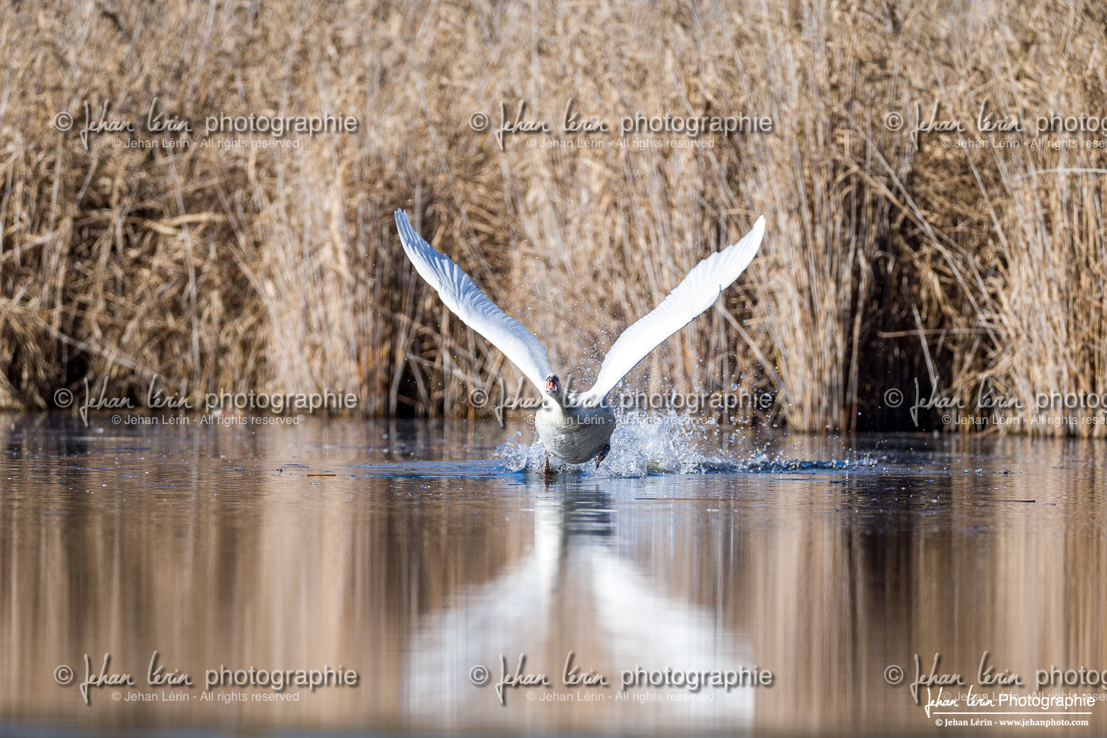 Cygne Tuberculé - Mute Swan