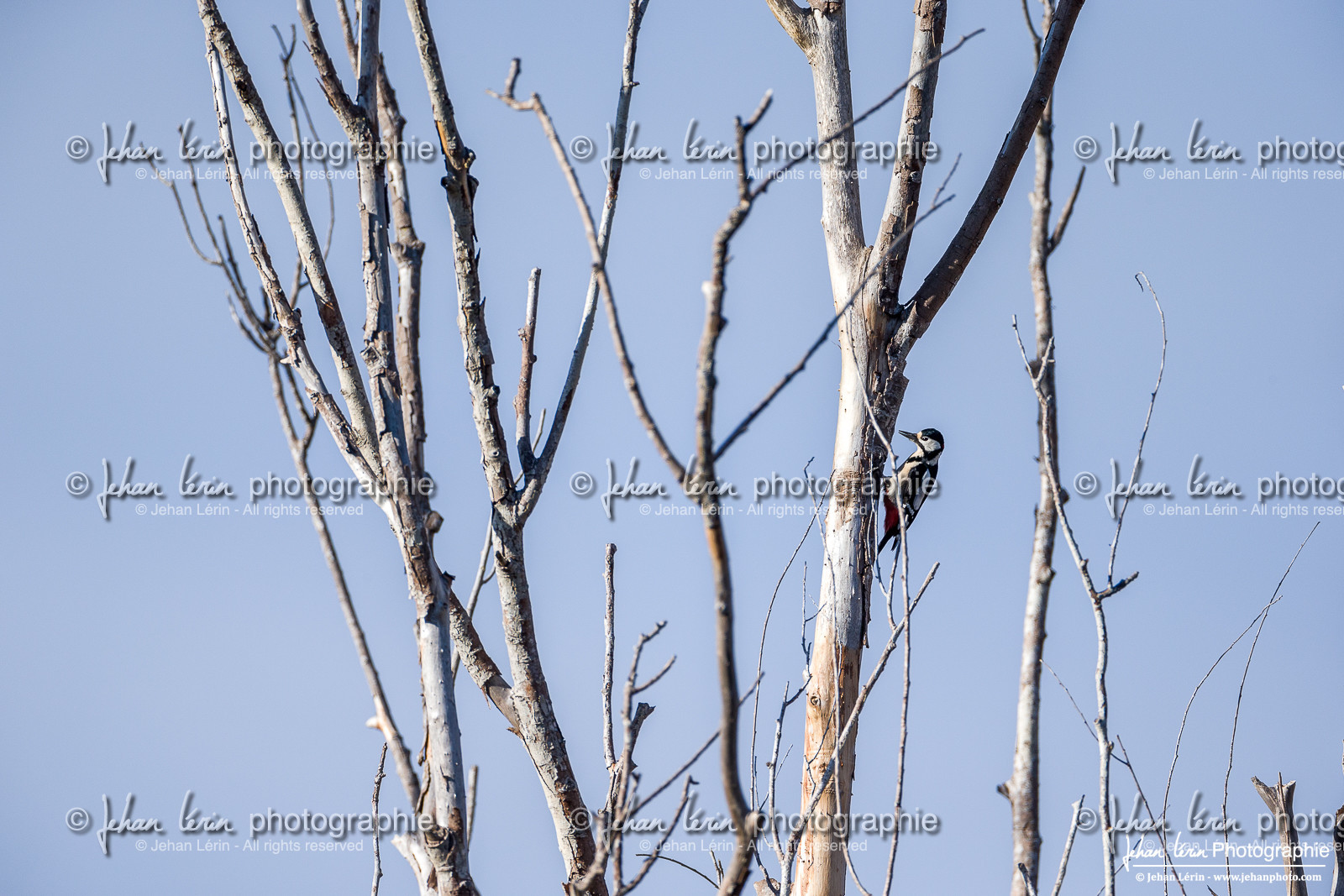 Pic Epeiche - Great Spotted Woodpecker