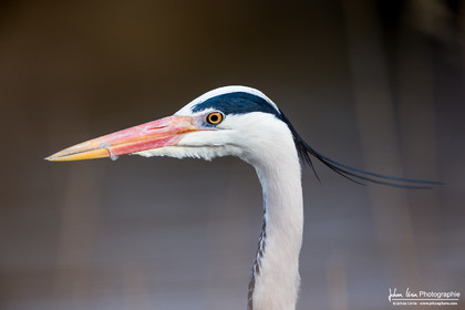 Héron Cendré - Gray Heron