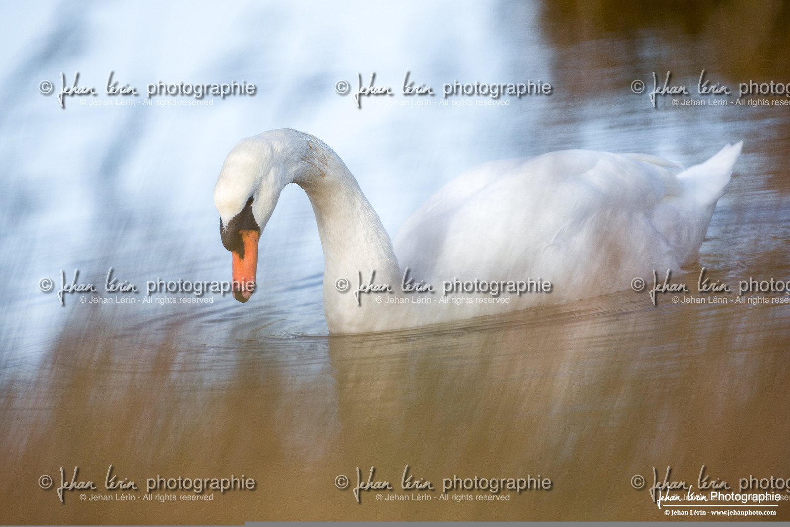 Cygne Tuberculé - Mute Swan
